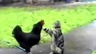Смешное видео с кошками.