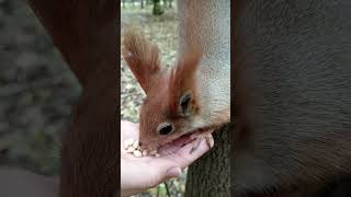 Копия не отказалась от орешков / Copy did not refuse the nuts