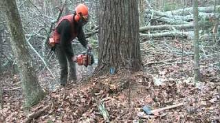 Falling a whitepine tree with an ms460