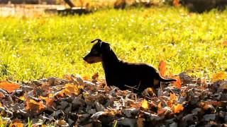 English Toy Terrier Puppies
