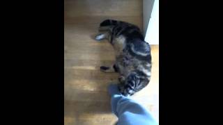 Kitty foot rub