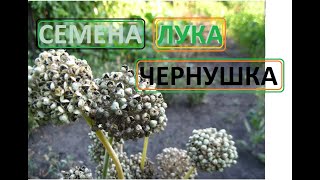 ЧЕРНУШКА семена ЛУКА выращиваем и собираем сами