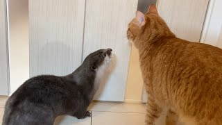 今回の出張からの帰った時のカワウソと猫の様子が激しすぎる 笑 otter and cat were so intense when I returned from this business trip