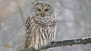 One hour compilation of January winter wildlife of Canada
