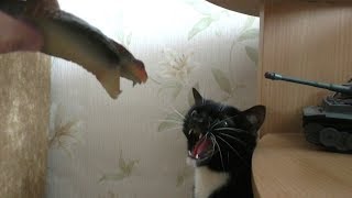 Приколы с животными: Кошка и игрушечная змея. Cat and toy snake.
