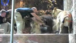 Paul Mooney White People And Wild Animals (Remix)