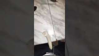 Porn Harbor