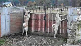 Kangale Endever Erhan i Fidan Kangal