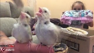 Pájaros comiendo en las manos