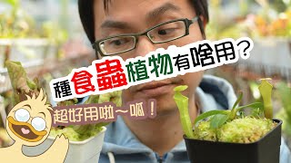 [生活樂趣] 食蟲植物的小妙用 - 阿迪露毛氈苔篇