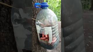 Бельчонок попался / The squirrel got caught