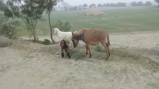 Donkey Mating with Goat/Donkey mating video