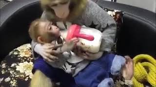 Смешное видео. Обезьяна кормит малыша / Ржу не могу The monkey feeds the baby
