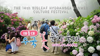 [산들산들] 태종대 수국 꽃 문화 축제 / 태종사 / 영도등대 / 태종대 전망대 / 부산여행