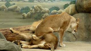 Female lion sitting on a male lion at the Milwaukee Zoo