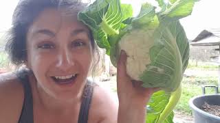 Living Self Sufficiently #selfsufficient #homestead #homesteaders