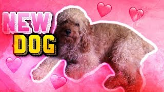 I GOT A NEW DOG!! (keeps humping my leg)