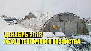 Что сегодня растет? Декабрь 2018. Обход.