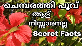 അറിഞ്ഞില്ലല്ലോ ഇത്രെയും നാൾ | Chembarathi flower uses malayalam | Adukkalathottam krishi tips garden
