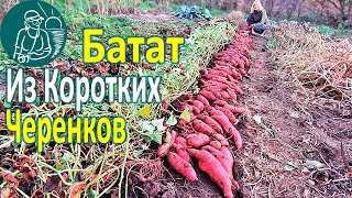 Выращивание батата из коротких черенков с посадкой без гребней на глине По технологии Гордеевых