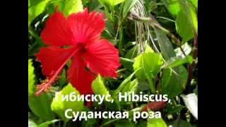Египетские цветы с названиями и фото