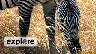 Zebras