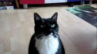 Katzen Trick " Sitz" Tutorial