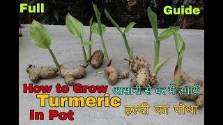 How to Grow Turmeric in Pot|| Haldi ko kaise Ugaaye/Lagaye || हल्दी को घर मे कैसे उगाए ||हल्दी लगाना