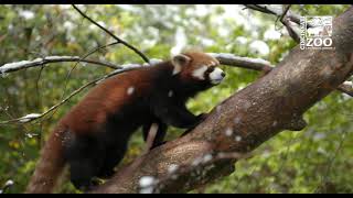 Red Pandas and Other Zoo Animals Experience Spring Snow - Cincinnati Zoo