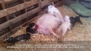 Goat birth...surprise ending!!!