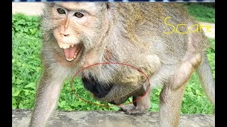 Newborn Berry pity mom loudly, Mom Beaker cry scare big monkey bite her baby
