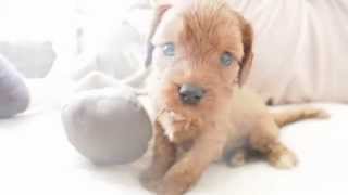 Chloe's Toy Cavoodle Girl 5436 - Pocket Puppies