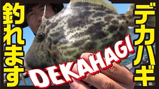 カワハギのホットシーズン　大型カワハギを狙って釣る！　筏＆かかり釣り＆ハギング