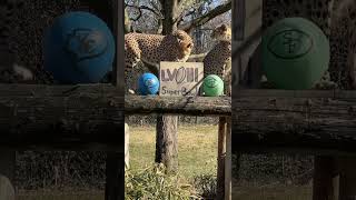 Cheetahs Pick Their Super Bowl Winner - Cincinnati Zoo #shorts