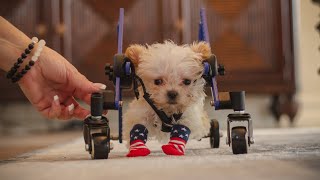 This puppy was born by mistake. Now he's fighting to survive.