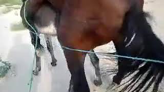 Horse mating with donkey