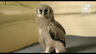 Eagle Owl Ori Gets a Bigger Space - Cincinnati Zoo