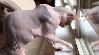 Dog person gets her first cat. Now she doesn't want a dog anymore.