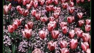 Huzur Veren Fon Müzik