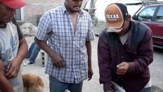 SALITRILLOS SLP MANTECAS COSIENDO LA CHIVA