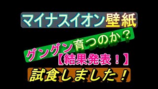 マイナスイオン壁紙vs量産品【かいわれ大根成長日記】＆【試食会】
