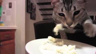 Правильный кот Proper cat Юмор! Прикол! Смех