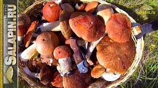 Тихая охота. Белая горячка.
