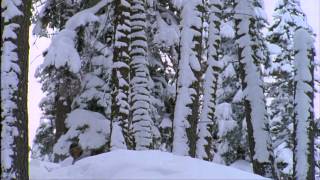 12-Year-Old Toby Miller Featured in Flow State