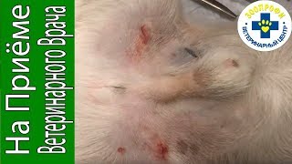 Кастрация Кобеля. Крипторхизм у Собак Нужна Ли Операция