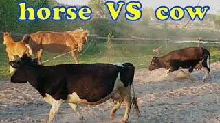 ? Лошадь против коров ? (horse VS cow)