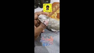 اللعب مع طيور الفندقه معي يوسف الدوسري