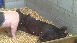 gay black pigs