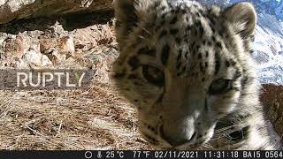 Camera trap captures elusive snow leopards in Kyrgyzstan
