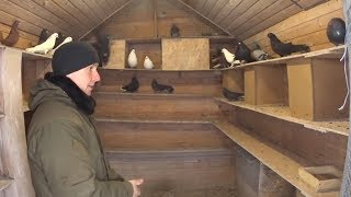 ГОЛУБЕЕД В ГОСТЯХ У ГОЛУБЕВОДА СЕРГЕЯ!